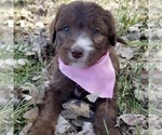 Small Photo #1 Bordoodle Puppy For Sale in FAIR OAKS, CA, USA