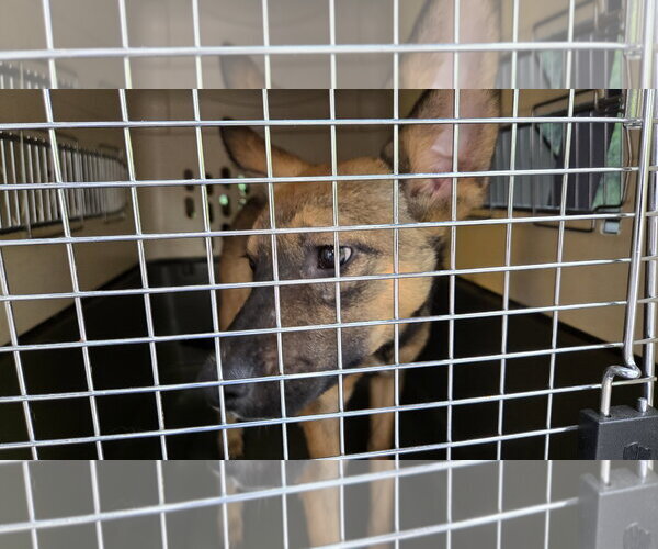 Medium Photo #5 German Shepherd Dog-Unknown Mix Puppy For Sale in Centreville, VA, USA