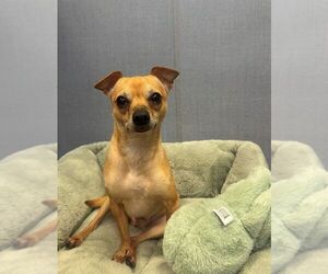 Chihuahua-Unknown Mix Dogs for adoption in Hilton Head, SC, USA
