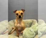 Small Chihuahua Mix