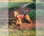 Small Photo #4 Airedale Terrier Puppy For Sale in PAWHUSKA, OK, USA