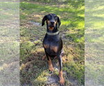 Small Photo #5 Doberman Pinscher Puppy For Sale in Buffalo, MN, USA