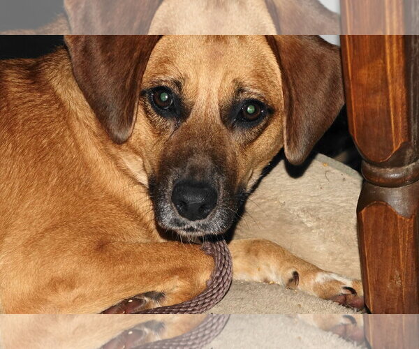 Medium Photo #5 Beagle-Unknown Mix Puppy For Sale in Doylestown, PA, USA
