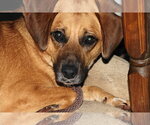 Small #4 Beagle Mix
