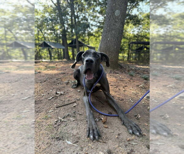 Medium Photo #2 Great Dane Puppy For Sale in New York, NY, USA
