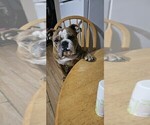 Small Photo #1 Bulldog Puppy For Sale in ZEPHYRHILLS, FL, USA