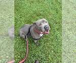 Bluey (8yo, 69lbs) - Male Mutt Dog for Adoption - Small photo