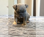Small #1 English Bulldog