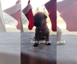 Puppy Dark Pink Malinois