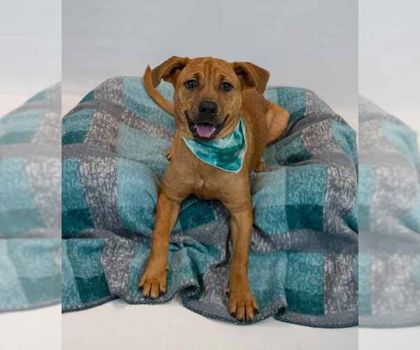 Medium Photo #2 Labrador Retriever-Unknown Mix Puppy For Sale in Kennesaw, GA, USA
