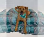 Small #1 Labrador Retriever Mix