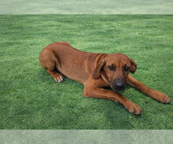 Medium Photo #2 Rhodesian Ridgeback Puppy For Sale in HIGHLANDS, TX, USA