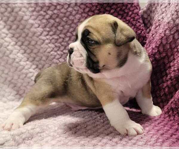 Medium Photo #2 Olde English Bulldogge Puppy For Sale in ATHOL, ID, USA