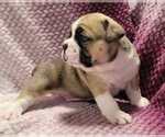 Small #1 Olde English Bulldogge