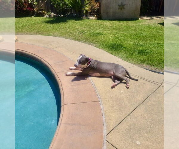 Medium Photo #13 American Staffordshire Terrier Puppy For Sale in San Juan Capistrano, CA, USA