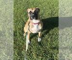Small Mastiff Mix