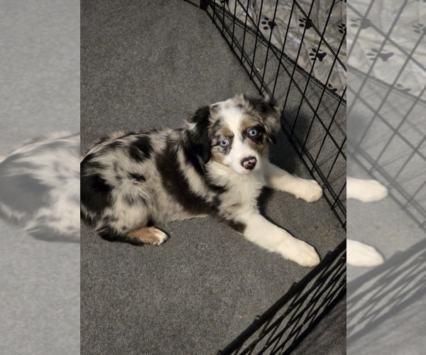 Medium Photo #1 Miniature Australian Shepherd Puppy For Sale in WADESBORO, NC, USA