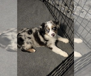 Miniature Australian Shepherd Puppy for sale in WADESBORO, NC, USA