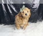 Small Photo #117 Maltipoo Puppy For Sale in WARSAW, IN, USA