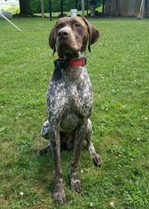 Father of the German Shorthaired Pointer puppies born on 09/20/2018