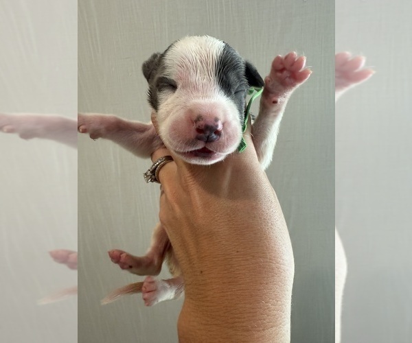 Medium Photo #8 Great Dane Puppy For Sale in HALLETTSVILLE, TX, USA