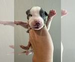Small Photo #8 Great Dane Puppy For Sale in HALLETTSVILLE, TX, USA