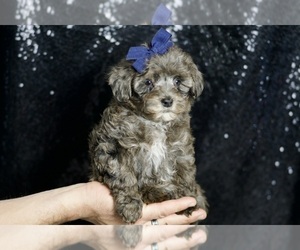 Medium Morkie