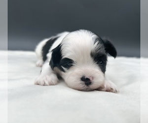 Zuchon Puppy for sale in FAIRBANK, IA, USA