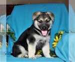 Small Photo #1 German Shepherd Dog Puppy For Sale in PORT DEPOSIT, MD, USA