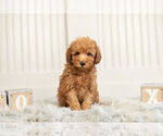 Small #6 Poodle (Toy)