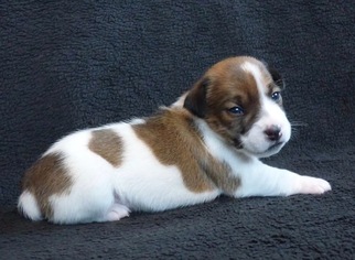 Jack Russell Terrier Puppy for sale in WASILLA, AK, USA