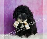 Small #5 Poodle (Miniature)
