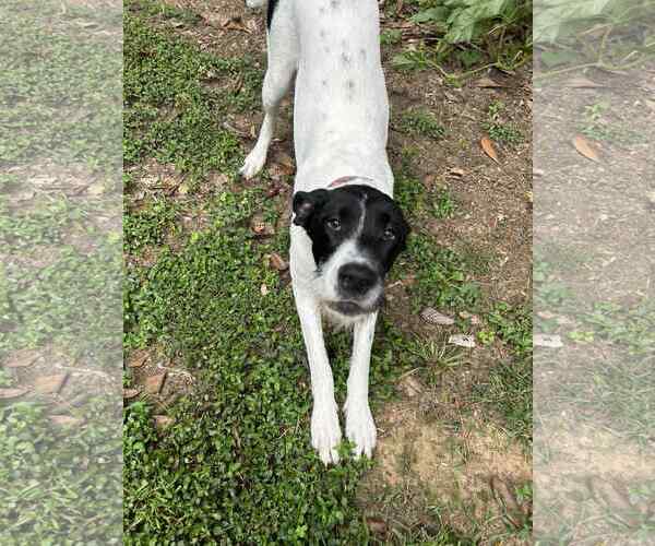 Medium Photo #4 Great Dane-Poodle (Standard) Mix Puppy For Sale in Huntersville, NC, USA