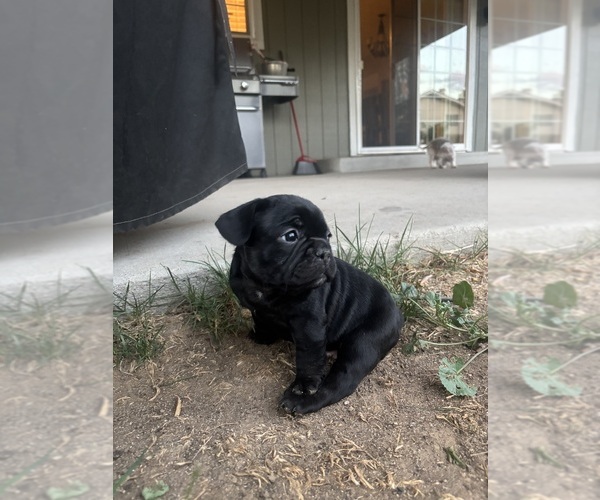 Medium Photo #4 French Bulldog Puppy For Sale in THORNTON, CO, USA