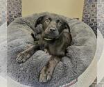 Small #1 Labrador Retriever Mix