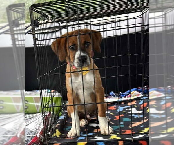 Medium Photo #12 Boxer-Unknown Mix Puppy For Sale in Burnsville, MN, USA