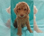 Puppy 5 Poodle (Standard)