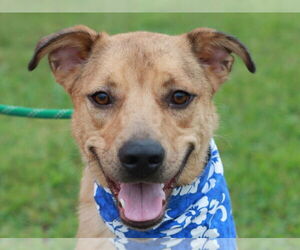 American Pit Bull Terrier-Golden Retriever Mix Dogs for adoption in Cookeville, TN, USA