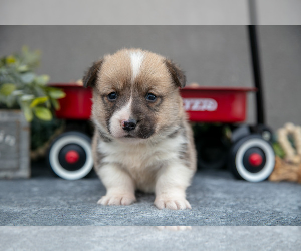 Medium Photo #1 Pembroke Welsh Corgi Puppy For Sale in CHRISTIANA, PA, USA