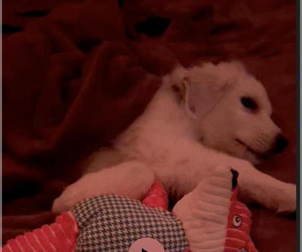 Medium Photo #50 Great Pyrenees-Unknown Mix Puppy For Sale in Houston, TX, USA