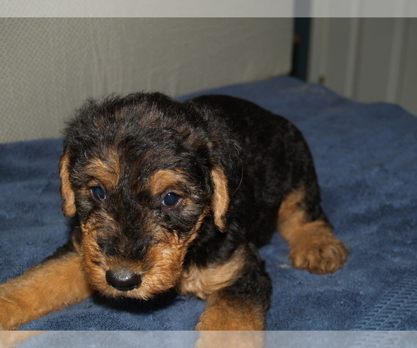Medium Photo #41 Airedale Terrier Puppy For Sale in CHARLESTOWN, IN, USA