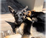 Small #1 German Shepherd Dog