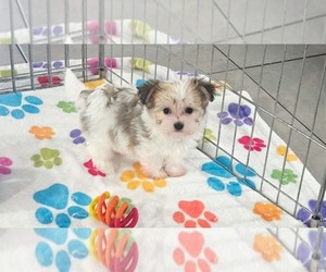 Papitese Puppy for sale in ORO VALLEY, AZ, USA