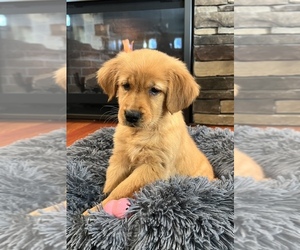 Golden Retriever Puppy for sale in NOBLESVILLE, IN, USA