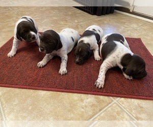German Shorthaired Pointer Puppy for sale in TAYLORS, SC, USA