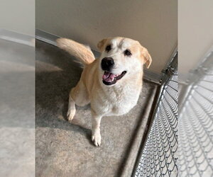 Labrador Retriever Dogs for adoption in Temple, TX, USA