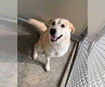 Small Labrador Retriever