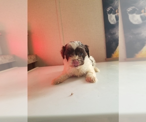 Medium Photo #4 Cavapoo Puppy For Sale in MCMINNVILLE, TN, USA