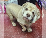 Small #17 Cocker Spaniel
