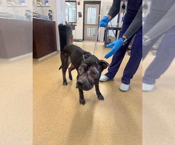 Medium Photo #1 American Pit Bull Terrier Puppy For Sale in Derwood, MD, USA